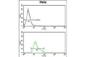 TNFRSF10D Antibody (Center) (ABIN653479 and ABIN2842899) flow cytometry analysis of Hela cells (bottom histogram) compared to a negative control cell (top histogram). (DcR2 antibody  (AA 252-278))