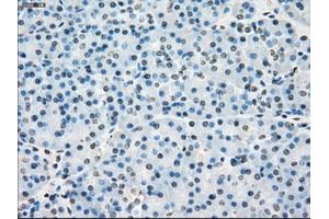 Immunohistochemical staining of paraffin-embedded Kidney tissue using anti-PORmouse monoclonal antibody. (POR antibody)
