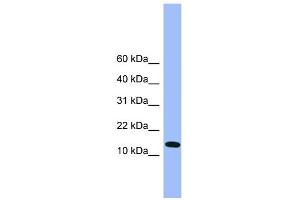 WB Suggested Anti-Atp5d Antibody Titration: 0. (ATP5F1D antibody  (C-Term))