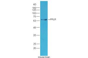 Lane 1: mouse brain lysates probed with Rabbit Anti-PRLR Polyclonal Antibody, Unconjugated (ABIN1387937) at 1:300 overnight at 4 °C. (Prolactin Receptor antibody  (AA 251-350))