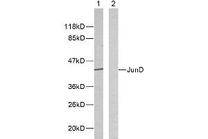 Western blot analysis of extracts from HeLa cells using JunD (Ab-255) antibody (#B7137).