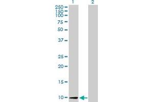 Western Blot analysis of CCL26 expression in transfected 293T cell line by CCL26 MaxPab polyclonal antibody. (CCL26 antibody  (AA 1-94))