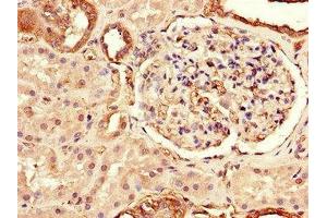 Immunohistochemistry of paraffin-embedded human kidney tissue using ABIN7172270 at dilution of 1:100 (TLR3 antibody  (AA 135-297))