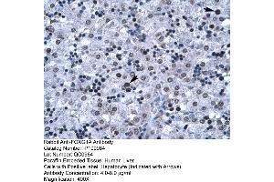 Human Liver (FOXG1 antibody  (N-Term))