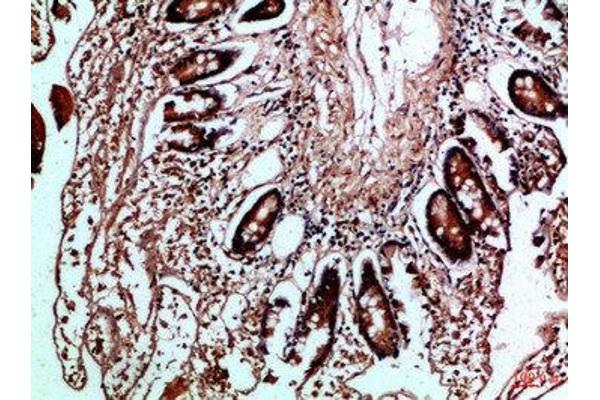 HLA-DMB antibody  (AA 40-100)