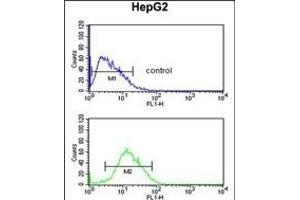 RP16 Antibody (C-term) (ABIN652189 and ABIN2840724) flow cytometric analysis of HepG2 cells (bottom histogram) comred to a negative control cell (top histogram).