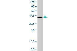 Western Blot detection against Immunogen (39. (Glutaredoxin 2 antibody  (AA 1-124))