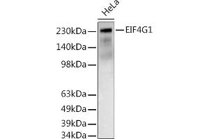 Western blot analysis of extracts of HeLa cells, using EIF4G1 antibody (ABIN6134647, ABIN6140094, ABIN6140095 and ABIN6223456) at 1:500 dilution. (EIF4G1 antibody  (AA 400-500))