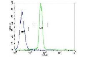 CREB antibody flow cytometric analysis of A549 cells (green) compared to a negative control (blue). (CREB1 antibody  (AA 105-132))