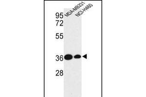 Western blot analysis of TAZ Antibody (N-term) (ABIN652751 and ABIN2842495) in MDA-M, NCI- cell line lysates (35 μg/lane). (TAZ antibody  (N-Term))