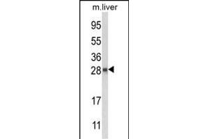 Western blot analysis of QDPR Antibody (C-term) (ABIN652787 and ABIN2842516) in mouse liver tissue lysates (35 μg/lane). (QDPR antibody  (C-Term))