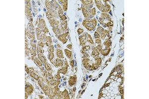 Immunohistochemistry of paraffin-embedded human stomach using CHRFA antibody (ABIN6131933, ABIN6138559, ABIN6138561 and ABIN6223818) at dilution of 1:100 (40x lens). (CHRFAM7A antibody  (AA 1-150))