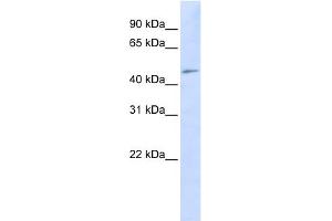 WB Suggested Anti-C3orf17 Antibody Titration:  0. (C3orf17 antibody  (Middle Region))