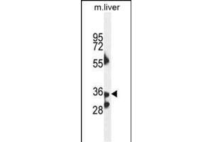 B3GNT4 Antaibody (Center) (ABIN654653 and ABIN2844349) western blot analysis in mouse liver tissue lysates (35 μg/lane). (B3GNT4 antibody  (AA 233-260))