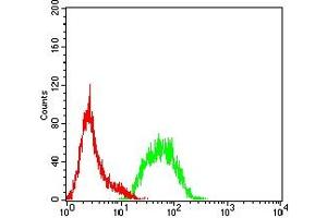 Flow cytometric analysis of Hela cells using FGF2 mouse mAb (green) and negative control (red). (FGF2 antibody  (AA 189-288))