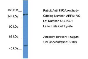 Western Blotting (WB) image for anti-Eukaryotic Translation Initiation Factor 3 Subunit A (EIF3A) (C-Term) antibody (ABIN2788872) (EIF3A antibody  (C-Term))