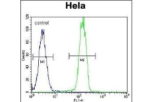 RP1 Antibody (N-term) (ABIN390353 and ABIN2840765) flow cytometric analysis of Hela cells (right histogram) comred to a negative control cell (left histogram). (PARP1 antibody  (N-Term))
