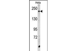 Western blot analysis of CPD Antibody (C-term) (ABIN390685 and ABIN2840976) in Hela cell line lysates (35 μg/lane). (CPD antibody  (C-Term))