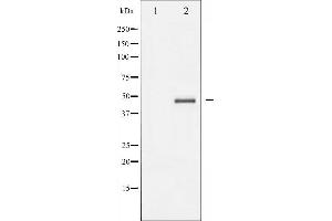Western blot analysis of Aurora Kinase expression in serum treated 293 whole cell lysates,The lane on the left is treated with the antigen-specific peptide. (Aurora A antibody  (Internal Region))