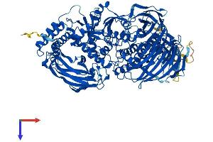 AlphaFold protein structure predicition of Mouse Recombinant Man2c1 Protein, UniprotID Q91W89