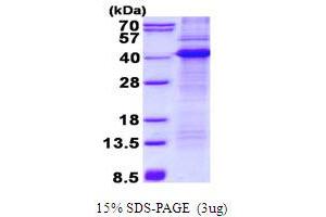 Image no. 1 for CD68 Molecule (CD68) protein (His tag) (ABIN1098674)