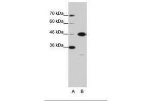 Image no. 2 for anti-Obg-Like ATPase 1 (OLA1) (AA 104-153) antibody (ABIN6736213) (OLA1 antibody  (AA 104-153))