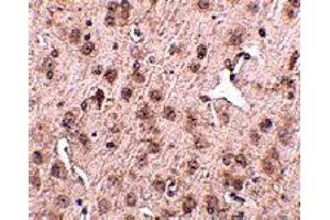 Immunohistochemistry of NIPSNAP3A in mouse brain tissue with NIPSNAP3A polyclonal antibody  at 2.