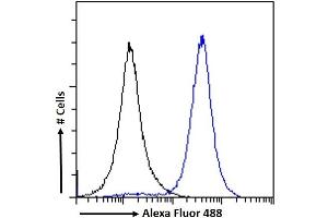 (ABIN6391353) Flow cytometric analysis of paraformaldehyde fixed A431 cells (blue line), permeabilized with 0. (IRF4 antibody  (AA 393-407))