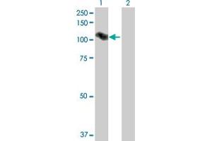 Western Blot analysis of ARMC2 expression in transfected 293T cell line by ARMC2 MaxPab polyclonal antibody. (ARMC2 antibody  (AA 1-860))