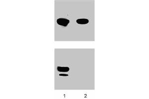 Jurkat cells were treated with Anti-CD3 and were then either left untreated (lane 1) or treated (lane 2) with 200 U/ml of lambda phosphatase for 1 hr at 37°C. (PKC theta antibody  (pThr538))