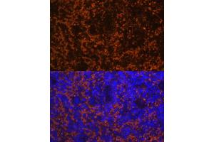 Immunofluorescence (IF) image for anti-Chemokine (C-C Motif) Ligand 19 (CCL19) (AA 22-95) antibody (ABIN7266300)