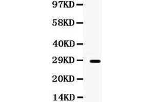Observed bind size: 28KD (Mip (AA 232-263), (C-Term) antibody)