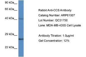 Western Blotting (WB) image for anti-Copper Chaperone For Superoxide Dismutase (CCS) (C-Term) antibody (ABIN2788650) (Superoxide dismutase copper chaperone antibody  (C-Term))