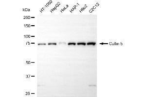 Western blotting analysis using cullin 5 antibody (ABIN7798182).