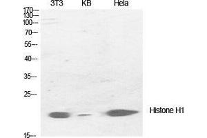 Western Blot (WB) analysis of specific cells using Histone H1 Polyclonal Antibody. (Histone H1 antibody  (Lys1535))