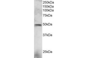 ABIN184777 staining (3µg/ml) of NCI-H460 lysate (RIPA buffer, 30µg total protein per lane).