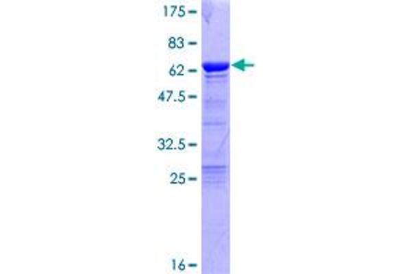 TCEA1 Protein (AA 1-301) (GST tag)