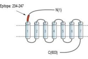 anti-G Protein-Coupled Receptor 37 (Endothelin Receptor Type B-Like) (GPR37) (AA 234-247), (Extracellular), (N-Term) antibody
