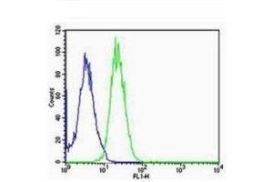 A549 cells probed with Rabbit Anti-ARC/Arg3. (Arc antibody  (AA 101-200))