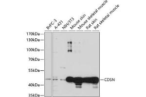 Western blot analysis of extracts of various cell lines, using CDSN antibody (ABIN7266503) at 1:1000 dilution. (Corneodesmosin antibody  (AA 100-200))