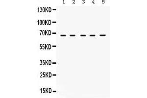 Anti- Munc18-1 Picoband antibody, Western blottingAll lanes: Anti Munc18-1  at 0. (STXBP1 antibody  (N-Term))