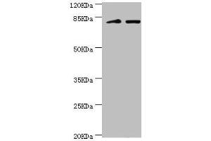 KIF2B 抗体  (AA 544-673)