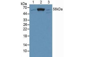 Figure. (SMAD5 antibody  (AA 210-464))