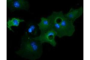 Image no. 2 for anti-Growth Arrest-Specific 7 (GAS7) antibody (ABIN1498380) (GAS7 antibody)
