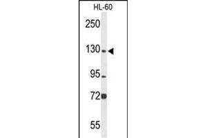 Western blot analysis of MCM2 Antibody (C-term) (ABIN653324 and ABIN2842815) in HL-60 cell line lysates (35 μg/lane). (MCM2 antibody  (C-Term))