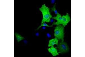 Anti-RALBP1 mouse monoclonal antibody (ABIN2453581) immunofluorescent staining of COS7 cells transiently transfected by pCMV6-ENTRY RALBP1 (RC201524). (RALBP1 antibody)