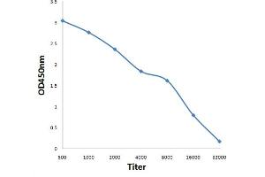 Antigen: 0. (NUF2 antibody  (AA 201-300))