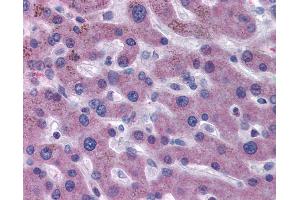 Anti-F7 / Factor VII antibody IHC of human liver.