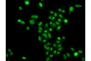 Immunofluorescence analysis of A549 cells using MORF4L2 antibody. (MORF4L2 antibody)