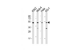 All lanes : Anti-GATA2 Antibody (Center) at 1:2000 dilution Lane 1: K562 whole cell lysates Lane 2: Molt-4 whole cell lysates Lane 3: Hela whole cell lysates Lane 4: KG-1 whole cell lysates Lysates/proteins at 20 μg per lane. (GATA2 antibody  (AA 212-246))